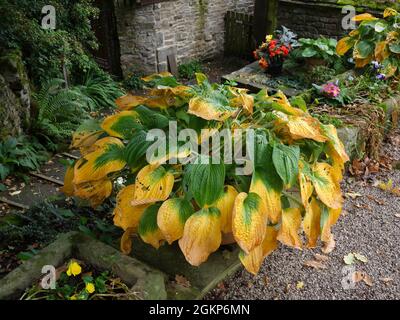 September- und Herbstfarben übernehmen die Hostas der Saison Stockfoto