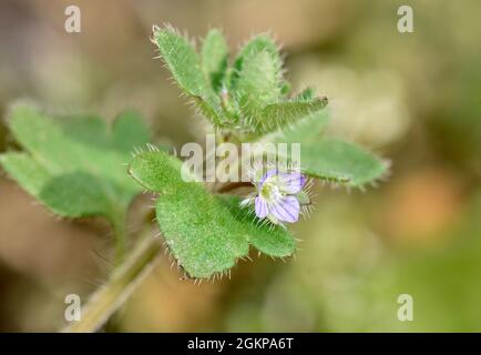 Ivy-leaved Speedwell - Veronica hederifolia Stockfoto