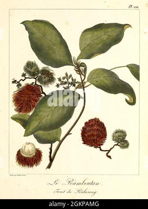 Rambootan (Rambutan Nephelium lappaceum) oder Poolasang ein mittelgroßer tropischer Baum aus der Familie der Sapindaceae. Der Name bezieht sich auch auf die essbare Frucht, die von diesem Baum produziert wird. Der Rambutan stammt aus Südostasien.[1] Er ist eng verwandt mit mehreren anderen essbaren tropischen Früchten, darunter Litschi, Longan, Pulasan und Mammoncillo. Aus dem Buch Voyage à la Cochinchine par les iles de Madère, de Ténériffe et du Cap Verd, le Brésil et l'ile de Java, : Contenant des renseignemens nouveaux et authentiques sur l'état naturel et civil de ces divers pays; accompagné de la Relation officielle d'un V Stockfoto