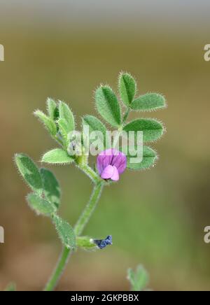 Spring Vetch - Vicia lathyroides Stockfoto