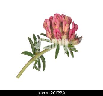 Nierenvetch - Anthyllis vulneraria var. coccinea Stockfoto