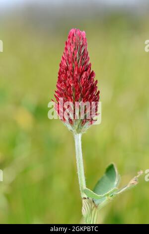 Crimson Clover - Trifolium incarnatum Stockfoto