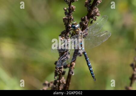 Herbst-Mosaikjungfer, Mosaikjungfer, Herbstmosaikjungfer, Männchen, Aeshna mixta, Seltene aeshna, Wanderhändler, männlich, L'æschne mixte Stockfoto