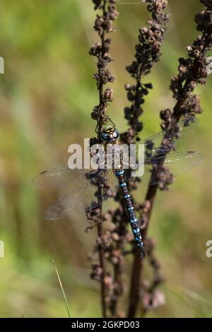 Herbst-Mosaikjungfer, Mosaikjungfer, Herbstmosaikjungfer, Männchen, Aeshna mixta, Seltene aeshna, Wanderhändler, männlich, L'æschne mixte Stockfoto