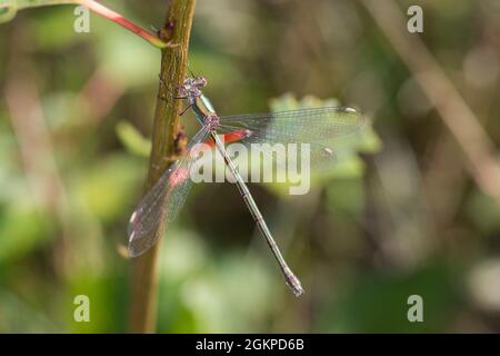 Weidenjungfer, Gemeine Weidenjungfer, Westliche Weidenjungfer, Große Binsenjungfer, Weibchen, Chalcolestes viridis, Lestes viridis, Willow Emerald Dam Stockfoto