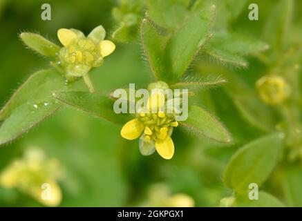 Kleinblühiger Butterbecher - Ranunculus parviflorus Stockfoto