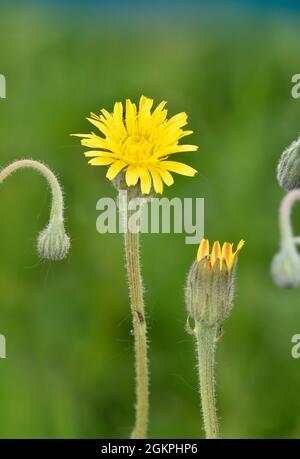 Stinking Hawk's-Beard - Crepis foetida Stockfoto