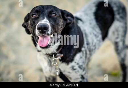 Weiß-grauer und schwarzer Hund beim Gehen Stockfoto