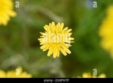 Stinking Hawk's-Beard - Crepis foetida Stockfoto