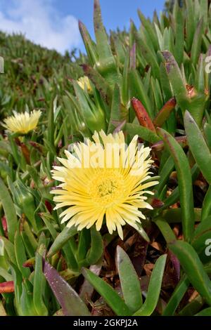 Hottentot-Feige - Carpobrotus edulis Stockfoto