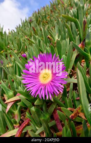 Hottentot-Feige - Carpobrotus edulis Stockfoto