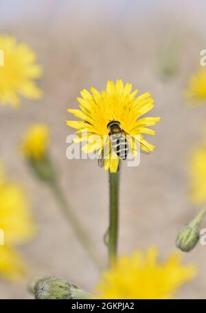 Stinking Hawk's-Beard - Crepis foetida Stockfoto