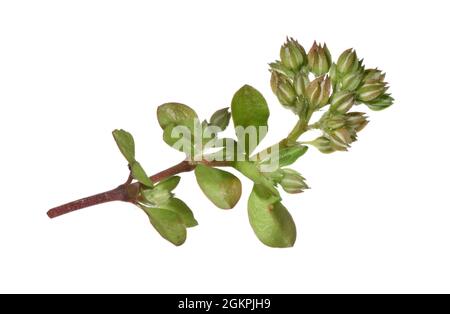 Vierblättriger Allseed - Polycarpon tetraphyllum Stockfoto