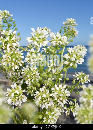 Gewöhnliches Skorbut-Gras - Cochlearia officinalis Stockfoto