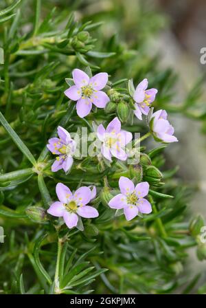 Felsensporn - Spergularia rupicola Stockfoto