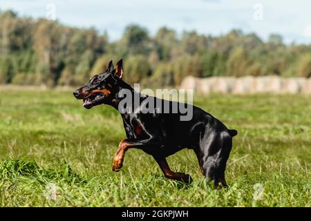 Dobermann Pinscher läuft auf dem grünen Feld auf dem Lure Coursing Wettbewerb Stockfoto