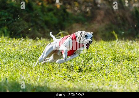 Whippet Sprinter Hund läuft und Jagd Lure auf dem Feld Stockfoto