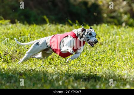 Whippet Sprinter Hund läuft und Jagd Lure auf dem Feld Stockfoto