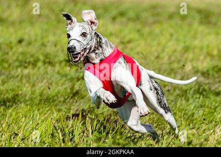 Whippet Sprinter Hund läuft und Jagd Lure auf dem Feld Stockfoto