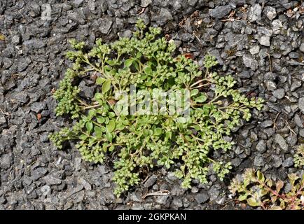 Vierblättriger Allseed - Polycarpon tetraphyllum Stockfoto