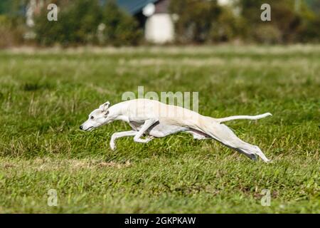 Whippet Sprinter Hund läuft und Jagd Lure auf dem Feld Stockfoto