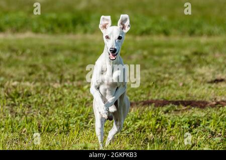 Whippet Sprinter Hund läuft und Jagd Lure auf dem Feld Stockfoto