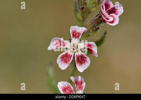 Kleinblütige Catchfly - Silene gallica Stockfoto