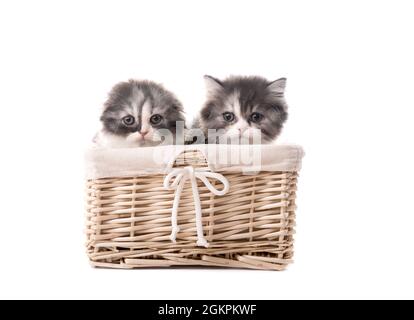 Zwei süße schottische Rasse Kätzchen in Korb isoliert Stockfoto