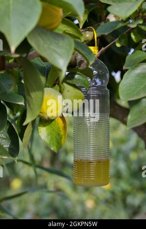 Nahaufnahme einer Flasche, die an einem Persimmonzweig hängt und attraktive Flüssigkeit für die Fliege Ceratitis capitata oder Mittelmeerfliege enthält Stockfoto