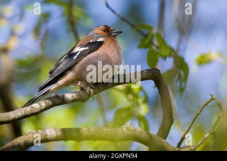 Buchfink [Fringilla coelebs] Stockfoto