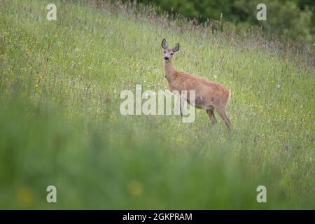 Nahaufnahme eines Rehe [Capreolus capreolus] Stockfoto