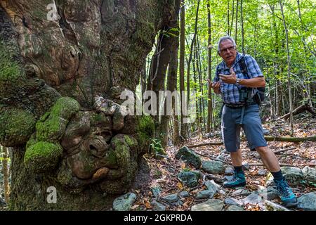 Unterwegs mit dem Wanderführer Luca Goldhorn im UNESCO-Weltkulturerbe Maggia-Tal. Kastanienbäume prägen weite Teile des geschützten Waldgebietes, das in den nächsten Jahrzehnten, Circolo della Maggia, Schweiz, seinen eigenen Einrichtungen überlassen wird Stockfoto