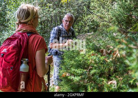 Unterwegs mit dem Wanderführer Luca Goldhorn im UNESCO-Weltkulturerbe Maggia-Tal. Der ausgebildete Koch weiß viel über die essbaren Produkte des Waldes, Circolo della Maggia, Schweiz Stockfoto