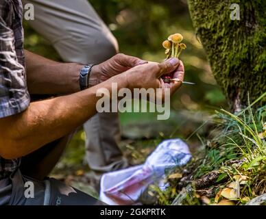 Unterwegs mit dem Wanderführer Luca Goldhorn im UNESCO-Weltkulturerbe Maggia-Tal. Der ausgebildete Koch weiß viel über die essbaren Produkte des Waldes, Circolo della Maggia, Schweiz Stockfoto