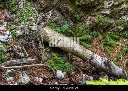 Unterwegs mit dem Wanderführer Luca Goldhorn im UNESCO-Weltkulturerbe Maggia-Tal. Nichts steht für immer in einem natürlichen Wald. Nicht einmal die Bäume mit den Wandermarkierungen , Circolo della Maggia, Schweiz Stockfoto