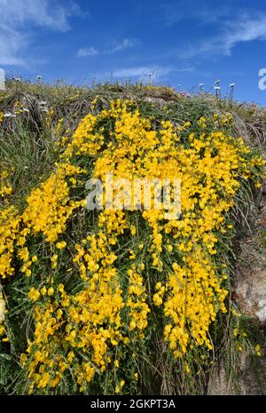 Prostatabesen - Cytisus scoparius ssp. Maritimus Stockfoto