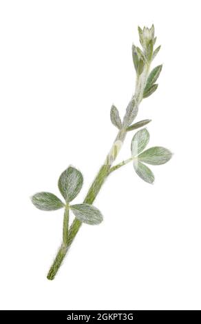 Prostatabesen - Cytisus scoparius ssp. Maritimus Stockfoto