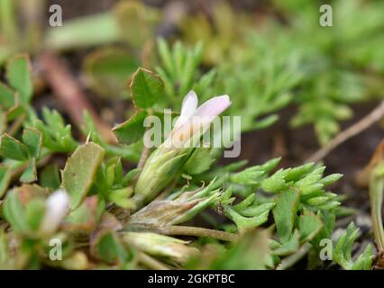 Vogel-Fuß-Kleeblatt - Trifolium ornithopodioides Stockfoto