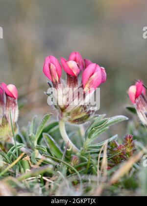 Nierenvetch - Anthyllis vulneraria var. coccinea Stockfoto