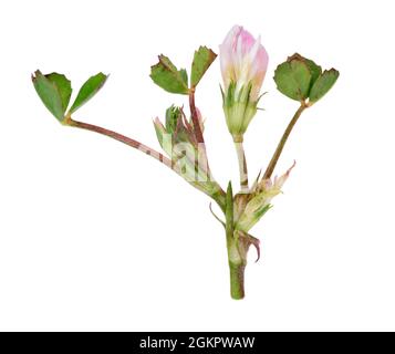 Vogel-Fuß-Kleeblatt - Trifolium ornithopodioides Stockfoto