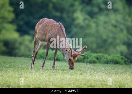 Nahaufnahme von sika (Hirsch) [Cervus nippon] Stockfoto