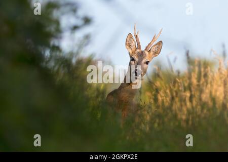 Nahaufnahme eines Rehe [Capreolus capreolus] Stockfoto