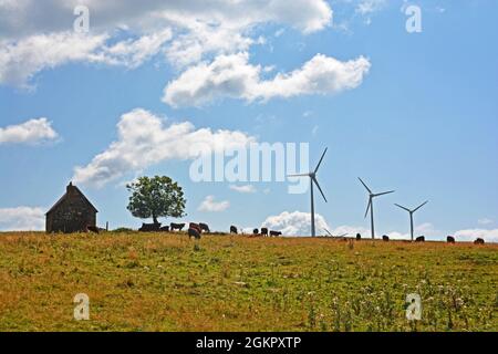 Viehweiden am Fuße der Windturbinen auf dem Cezallier-Hochplateau, Departement Puy-de-Dome, Auvergne-Rhone-Alpes, Massif-Central, Frankreich Stockfoto