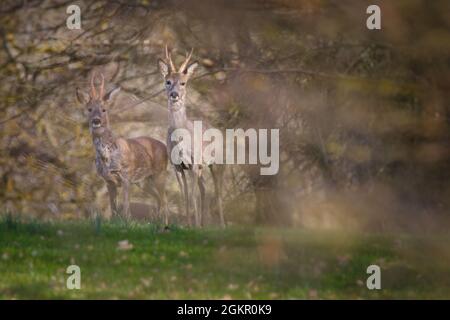 Nahaufnahme eines Rehe [Capreolus capreolus] Stockfoto