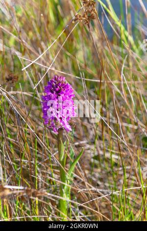 Seltene Wilde Orchideen in West Wittering, West Sussex, England, Großbritannien Stockfoto