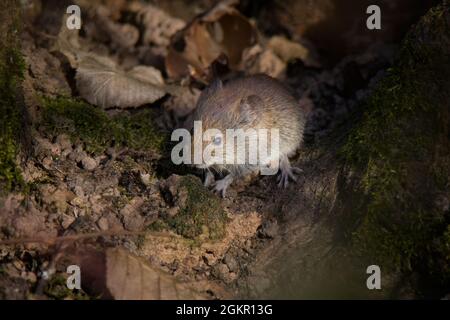 Nahaufnahme einer europäischen Holzmaus [Apodemus sylvaticus] Stockfoto