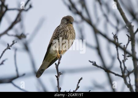 Nahaufnahme eines gemeinen Turmfalken [Falco tinnunculus] auf einem Baum Stockfoto