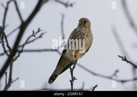 Nahaufnahme eines gemeinen Turmfalken [Falco tinnunculus] auf einem Baum Stockfoto