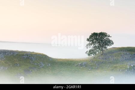 An einem schönen Sommermorgen in Malham Lings im Yorkshire Dales National Park sitzt ein einteiliger Baum auf Kalksteinpflaster über dem Nebel. Stockfoto