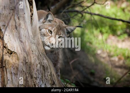 luchs [Gattung Luchs] Stockfoto